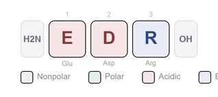 Amino-acid sequence of Pinealon - Synthetic Tripeptide (Glu-Asp-Arg), Research Reference Material