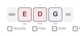 Amino-acid sequence of Chonluten - Synthetic Tripeptide (Glu-Asp-Gly), Research Reference Material